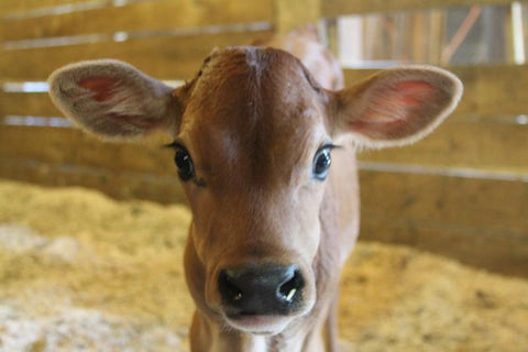 Half-Gallon of our Signature Whole Milk - Available for Pick up at the creamery only