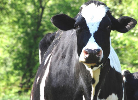 Quart Vanilla Milk: available for Pick Up at the creamery only
